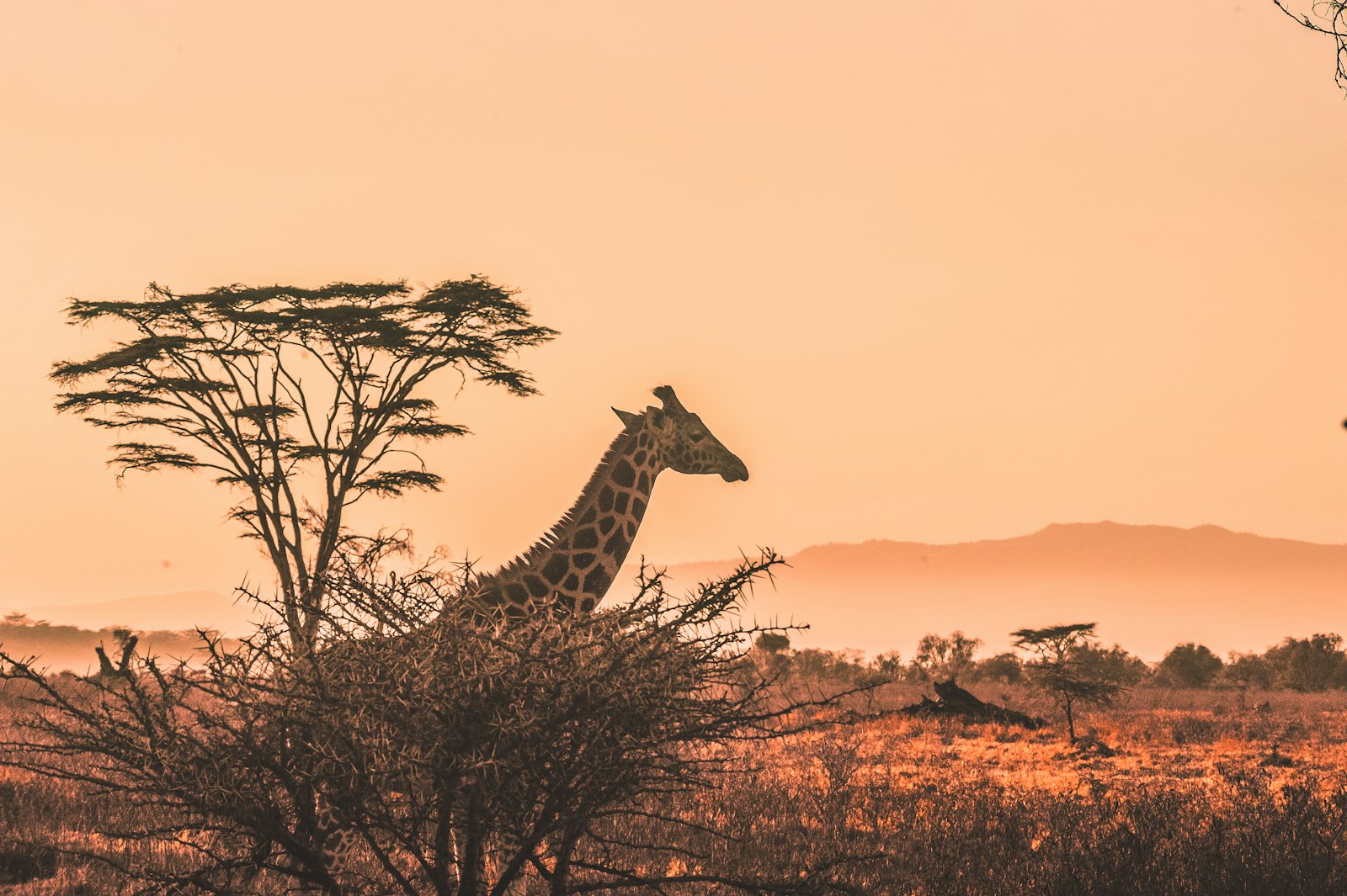 8-Day Mara & Diani Honeymoon