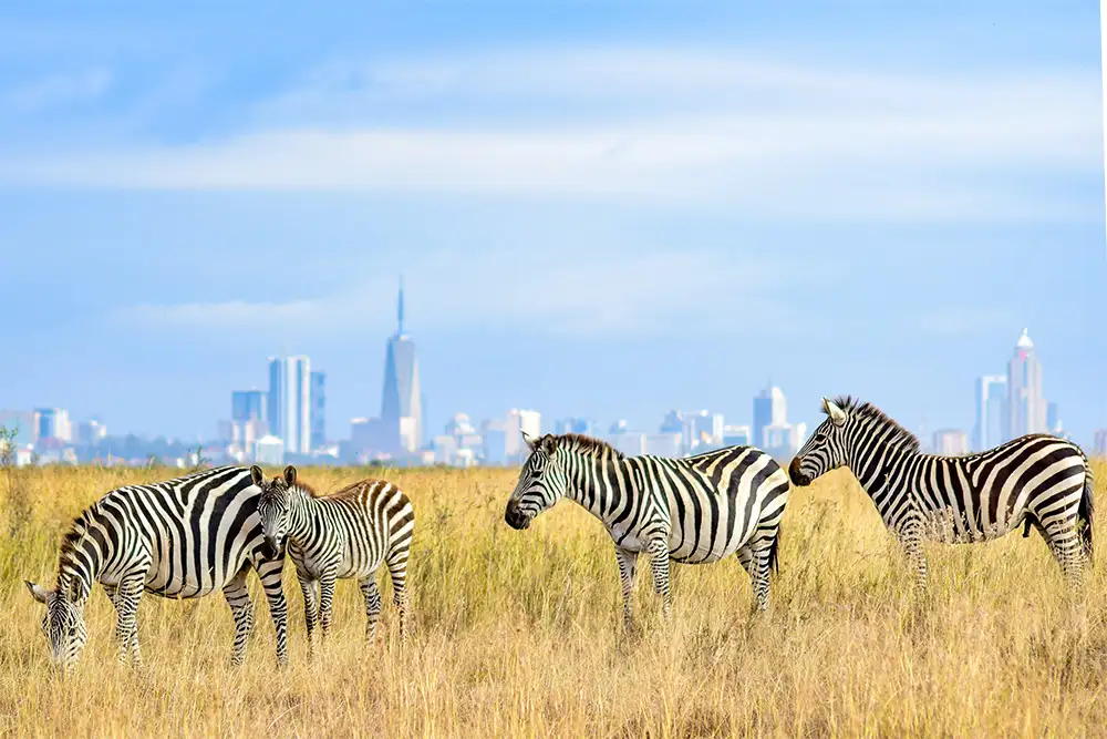 Nairobi National Park Day Trip