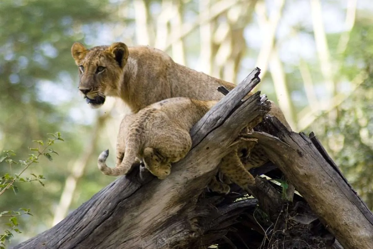 What to Pack for a Kenya Safari (and What to Leave Behind)