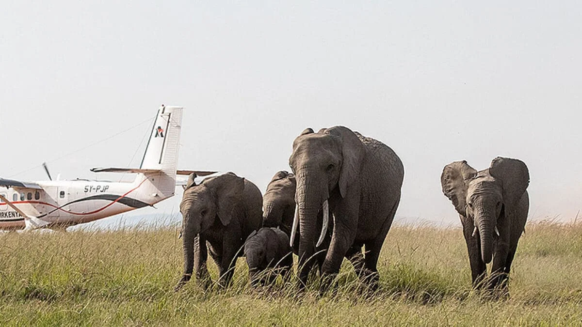 The Best Time to Visit the Maasai Mara (Month by Month)
