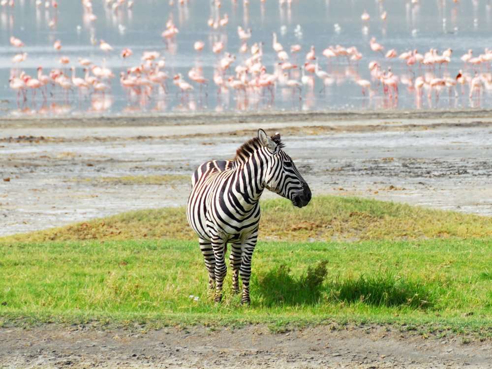 Lake Naivasha & Hell's Gate Day Trip